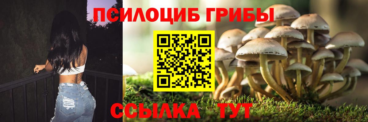 Галлюциногенные грибы Psilocybe Менделеевск